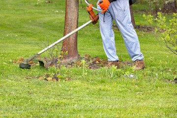 A gardener mows the grass with a trimmer near a tree trunk and a young bush on a spring day.