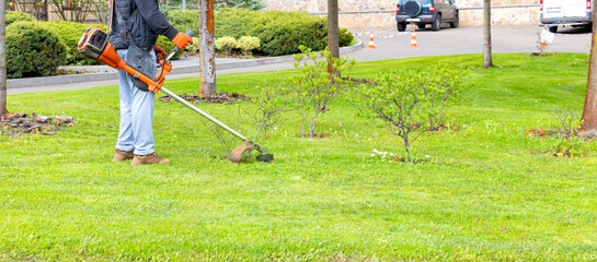 A gardener mows a young green lawn with a gasoline trimmer in early spring.