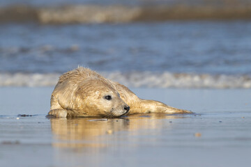 Newborn Atlantic Grey Seal Pup (Halichoerus grypus) playing at the sea's edge - 684251732