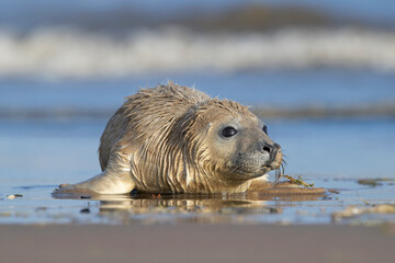 Newborn Atlantic Grey Seal Pup (Halichoerus grypus) playing at the sea's edge - 684251752