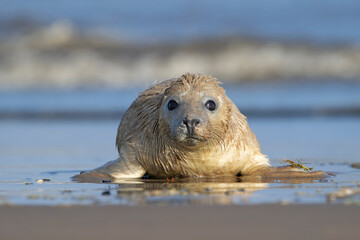 Newborn Atlantic Grey Seal Pup (Halichoerus grypus) playing at the sea's edge - 684251780