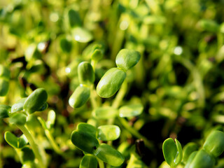 sunflower sprouts growing in pot green food and healthy food 