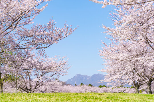 芝生の公園の満開の桜並木と青空