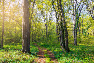 Path passing through the forest during the day