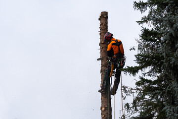 lumberjack climbing high up in the fir tree for felling the tree