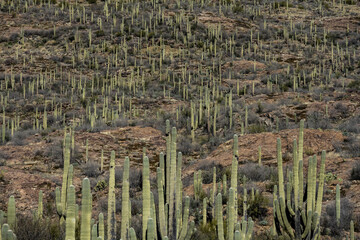 Saquaro Cactus Fill The Hillside