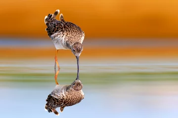 Fototapeten A water bird photographed on still water. Colorful nature background. Ruff. Calidris pugnax. © serkanmutan