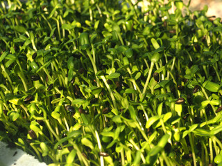 sunflower sprouts growing in pot green food and healthy food 