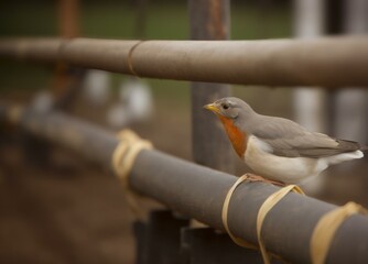 Brown shrike on the bamboo branch animal portrait.