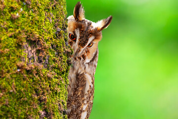 Long eared forest owl watches the surroundings with curiosity. Colorful nature background. Bird: Long eared Owl (Asio otus).