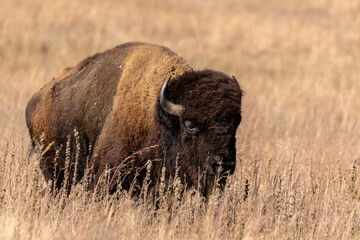 American Bison