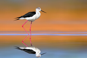 Water bird in a peaceful nature. Colorful nature background. Black winged Stilt. Himantopus himantopus.