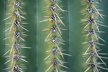 Single Leaf Impaled On Saguaro Cactus Needles