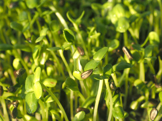 sunflower sprouts growing in pot green food and healthy food 
