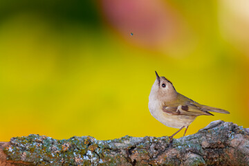 Cute bird watching a falling water drop. Colorful nature background. Goldcrest. Regulus regulus.