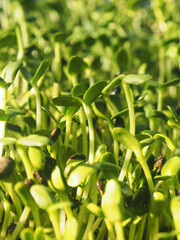 sunflower sprouts growing in pot green food and healthy food 