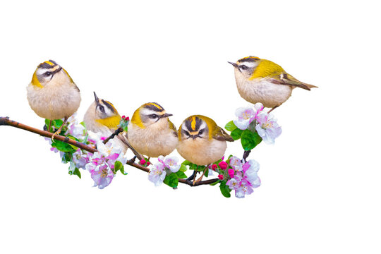 Cute birds in spring flowers. Isolated images. White background. Common Firecrest. Regulus ignicapilla.