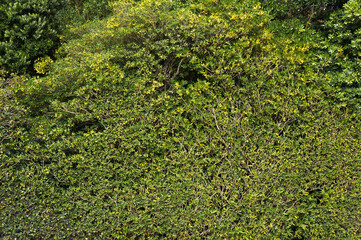 Lush Foliage of Growing Bushes. Natural Green Background.