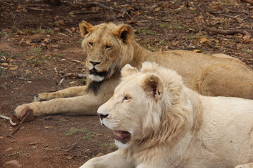 White Lion