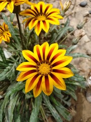 Gazania or  Treasure Flower
