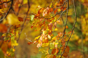 Beautiful colorful leaves on a branch in autumn