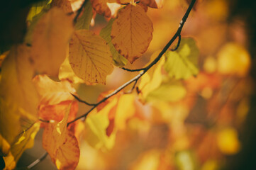 Obraz premium Beautiful colorful leaves on a branch in autumn