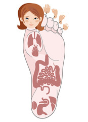 Human anatomy.Illustration of human foot and internal organs. Sujok therapy and acupuncture