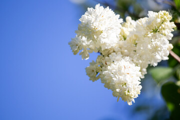 bouquet of white lilac flowers with small flowers on light blue sky background
