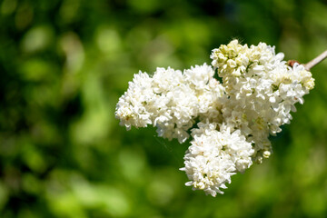 a bouquet of white lilac flowers with small flowers on a background of green leaves
