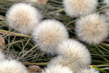 white dandelion fluff lies like balls on the grass
