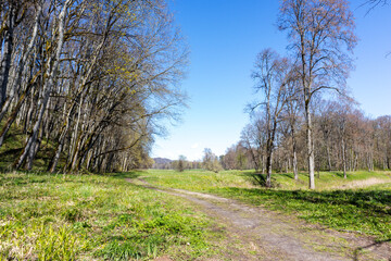 
nature view with trees green grass path and blue sky