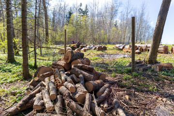 
sawn logs of wood lie in a pile on the ground