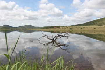 Dead tree in lake
