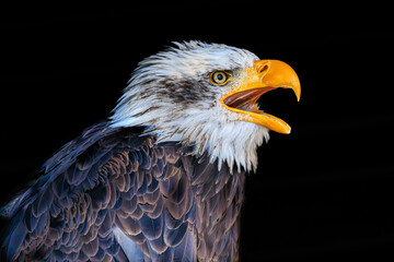 Bald eagle portrait