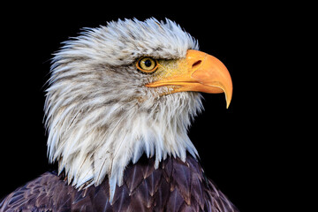 Bald Eagle Portrait