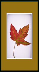 A maple leaf in a picture frame.