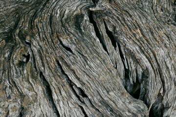 Bark of olive tree
