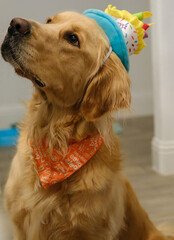 dog with birthday dress