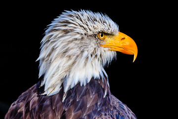 Bald eagle profile