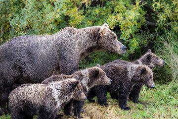 Fototapeta premium Brown bear family