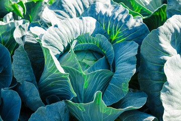Obraz premium Cabbage is grown in field. Cabbage heads