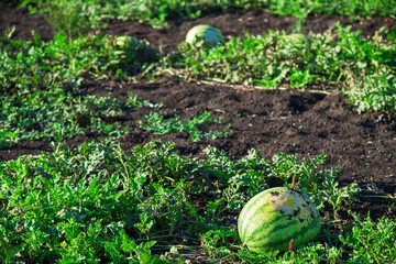 Watermelons grow in the field