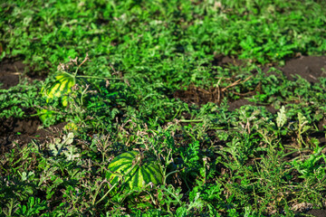 Watermelons grow in the field