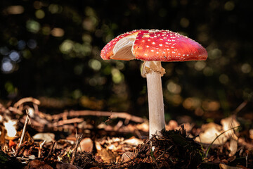 Fly agaric mushroom, a species of Amanita, growing through the leaf mould of a forest floor in the Dordogne region of France