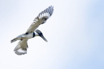 A belted kingfisher (Megaceryle alcyon) in flight, hovering in midair, presumably looking for prey below, in Sarasota County, Florida