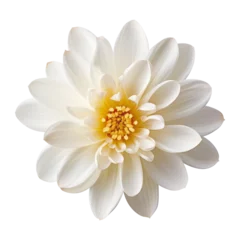  white flower isolated on transparent background cutout © Papugrat