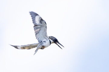 A belted kingfisher (Megaceryle alcyon) in flight, hovering in midair, presumably looking for prey...