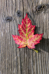 A red maple leaf on a board