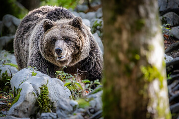 European brown bear