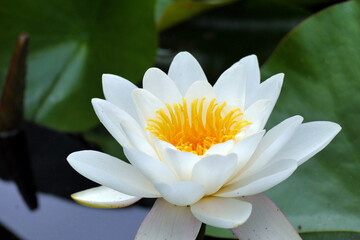 Fototapeta na wymiar lotus flower on the pond